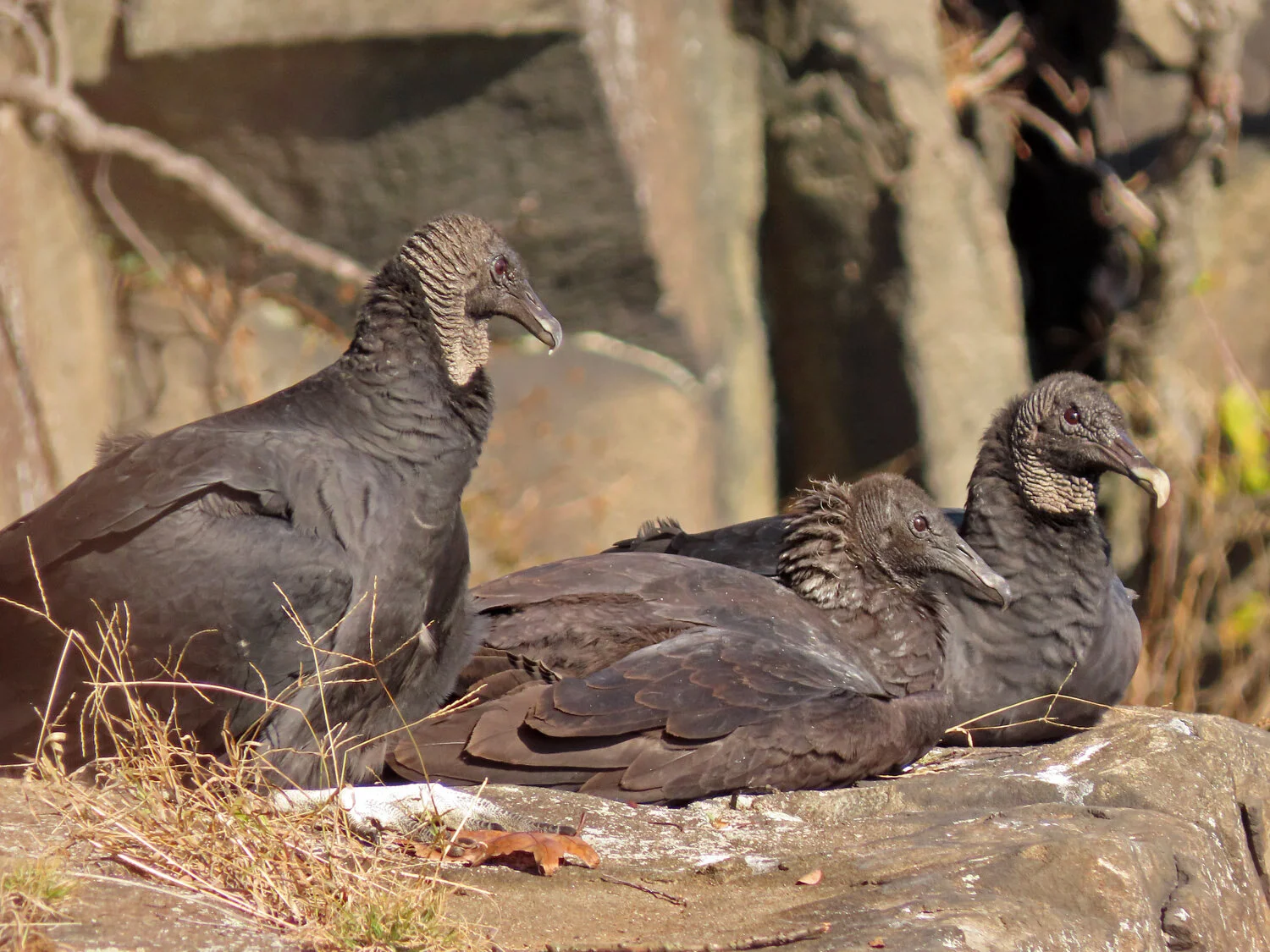 ビリヤードキューVULTURE Black Vultures — Susan Kirby